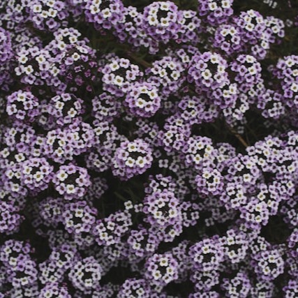 Alyssum