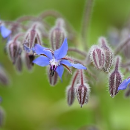 Borage
