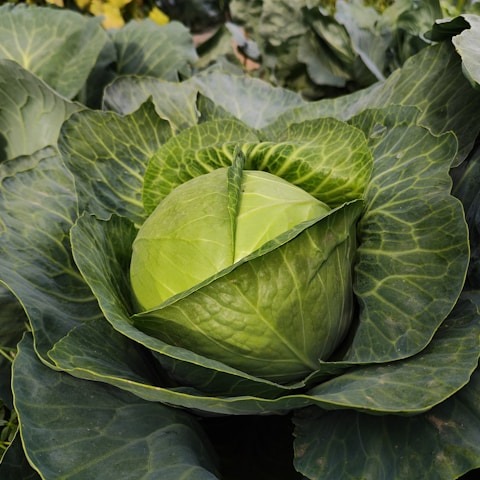 Cabbage