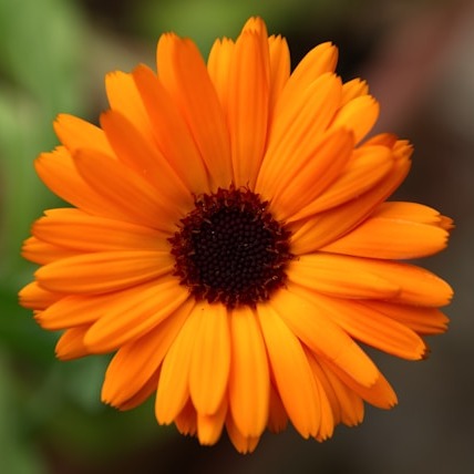 Calendula