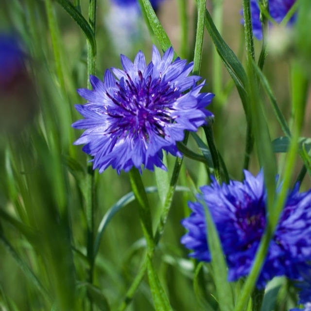 Cornflower