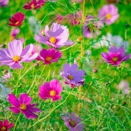 Cosmos