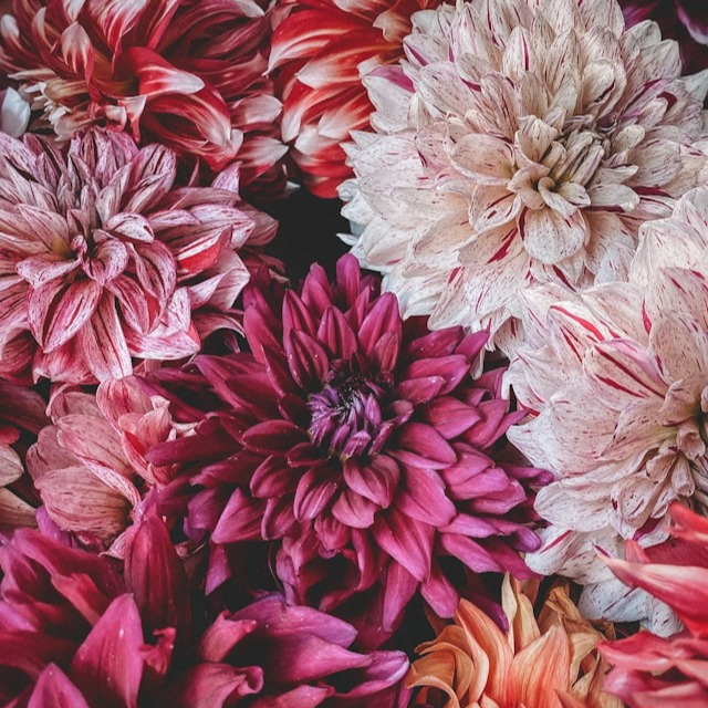 Dahlia