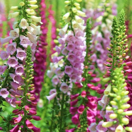 Foxglove