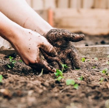 Hands in soil