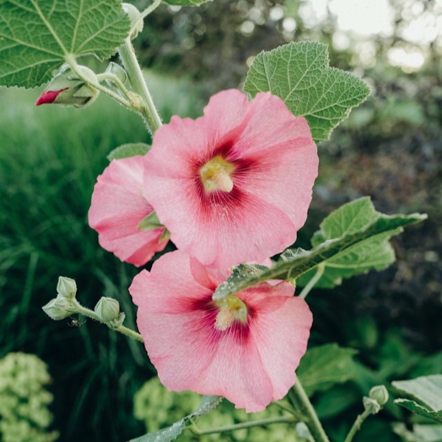 Hollyhock