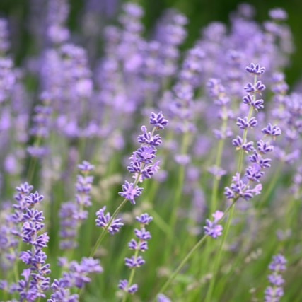 Lavender