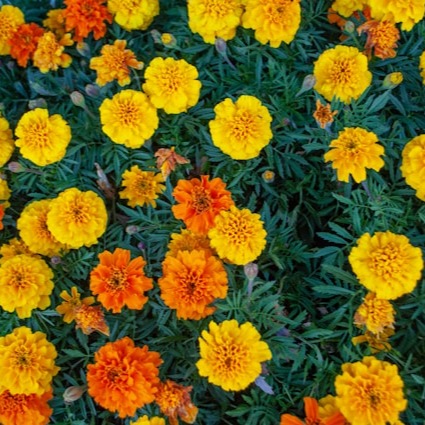 Marigold