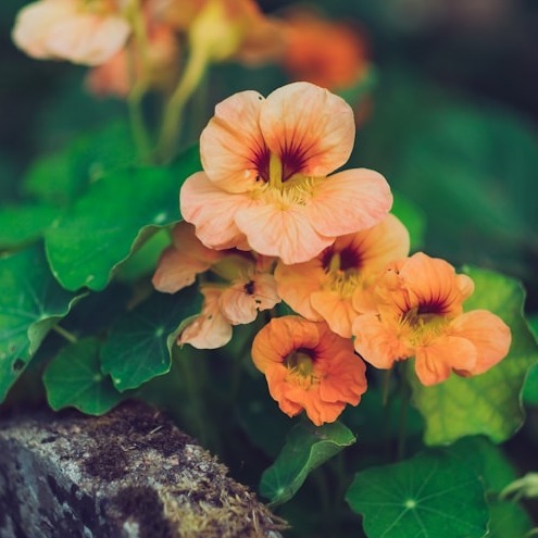 Nasturtium
