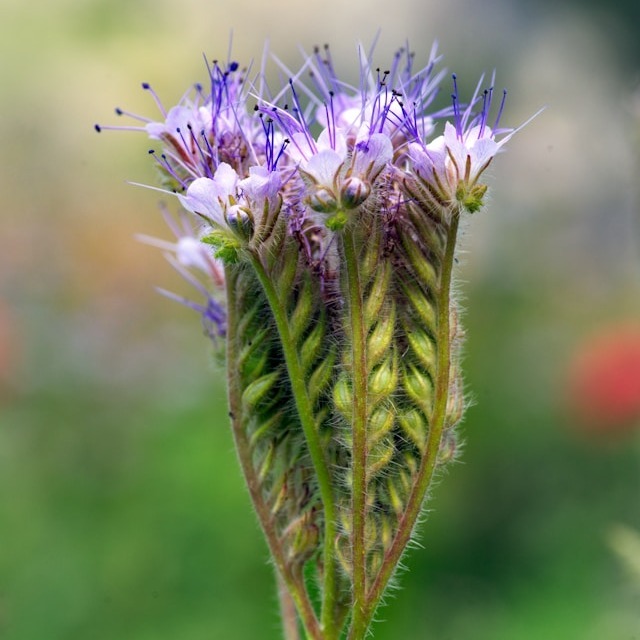 Phacelia