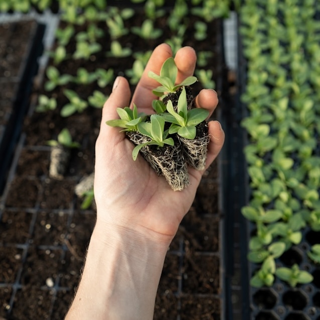 hand holding several small plug plants