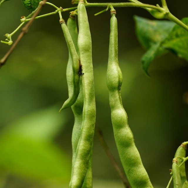 Runner Bean