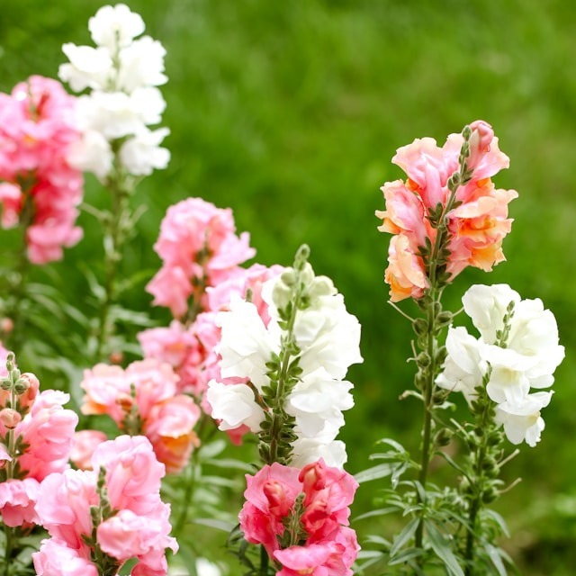 Snapdragon