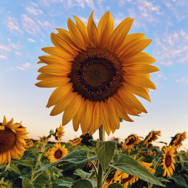 Sunflower