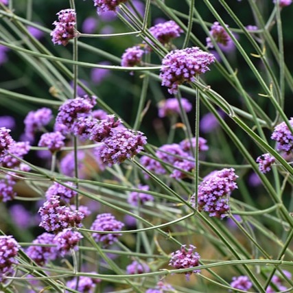 Verbena