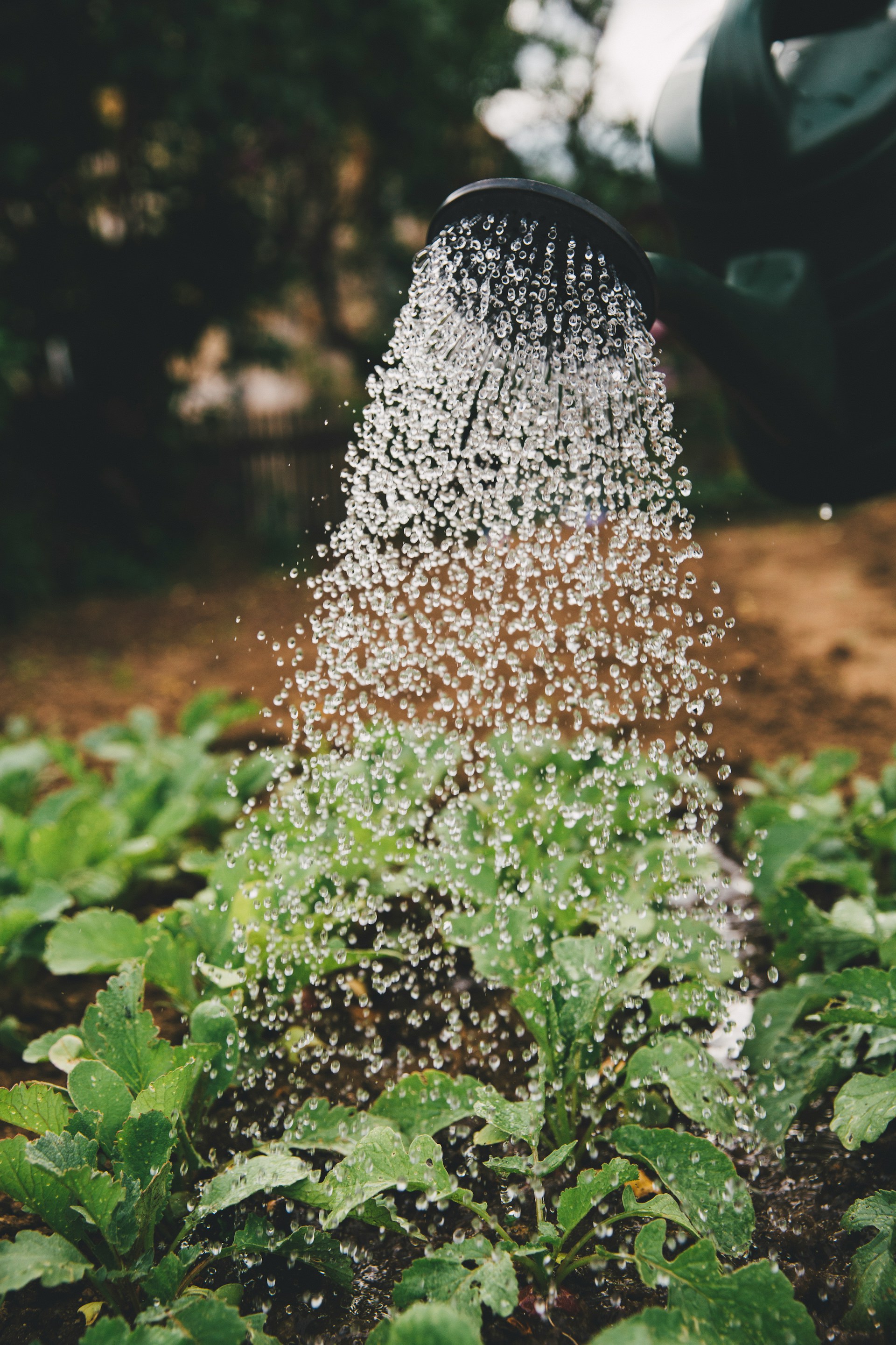 Cascade of water from watering can