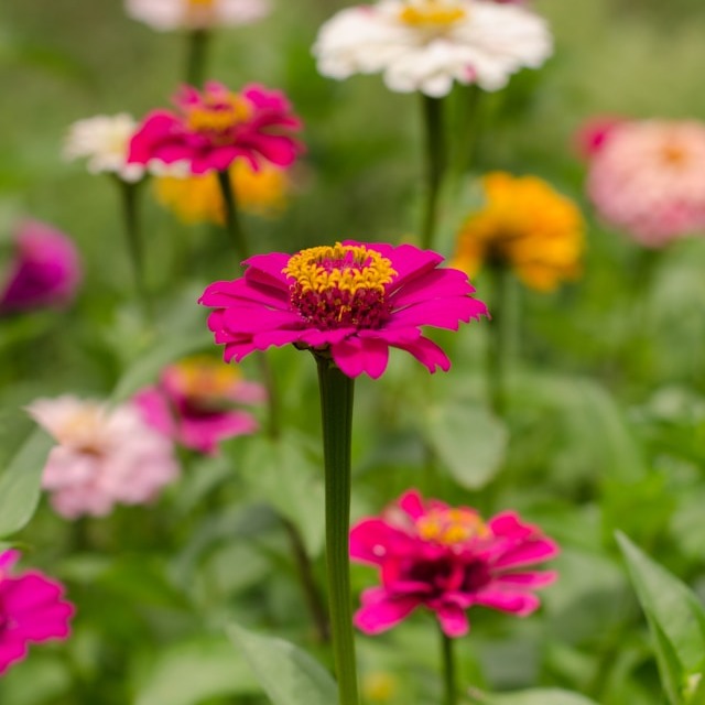 Zinnia